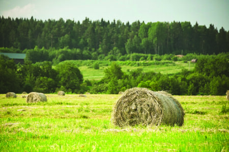 hay bales in the field